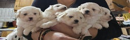 Maltese dogs for sale: 5 PUPPIES BICHONS MALTESE - Advert 4
