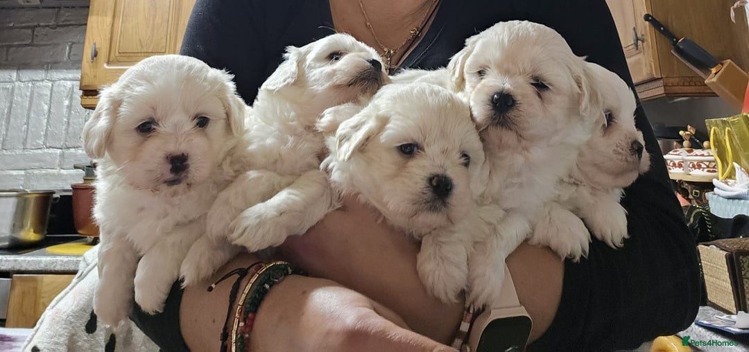Maltese dogs for sale: 5 PUPPIES BICHONS MALTESE - Advert 4