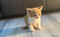 Mixed Breed cats for sale: cross breed Scottish fold cross main coon  - Image 4