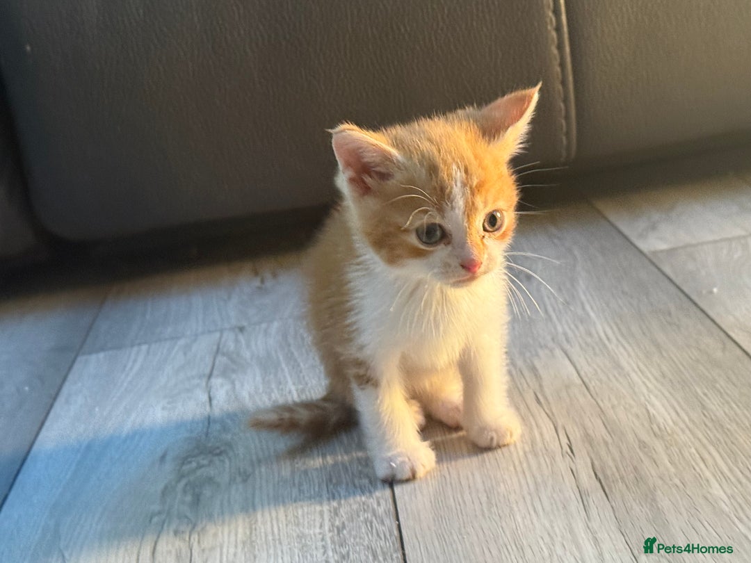 Mixed Breed cats for sale: cross breed Scottish fold cross main coon  - Image 4