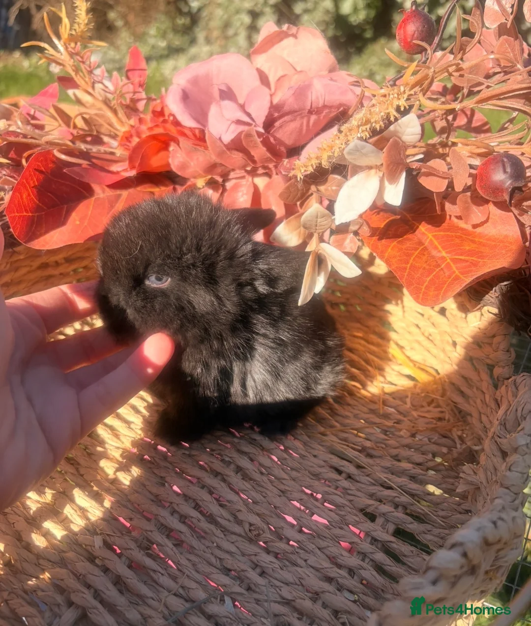 Mini Lop rabbits for sale: Adorable mini lop babies  - Advert 8