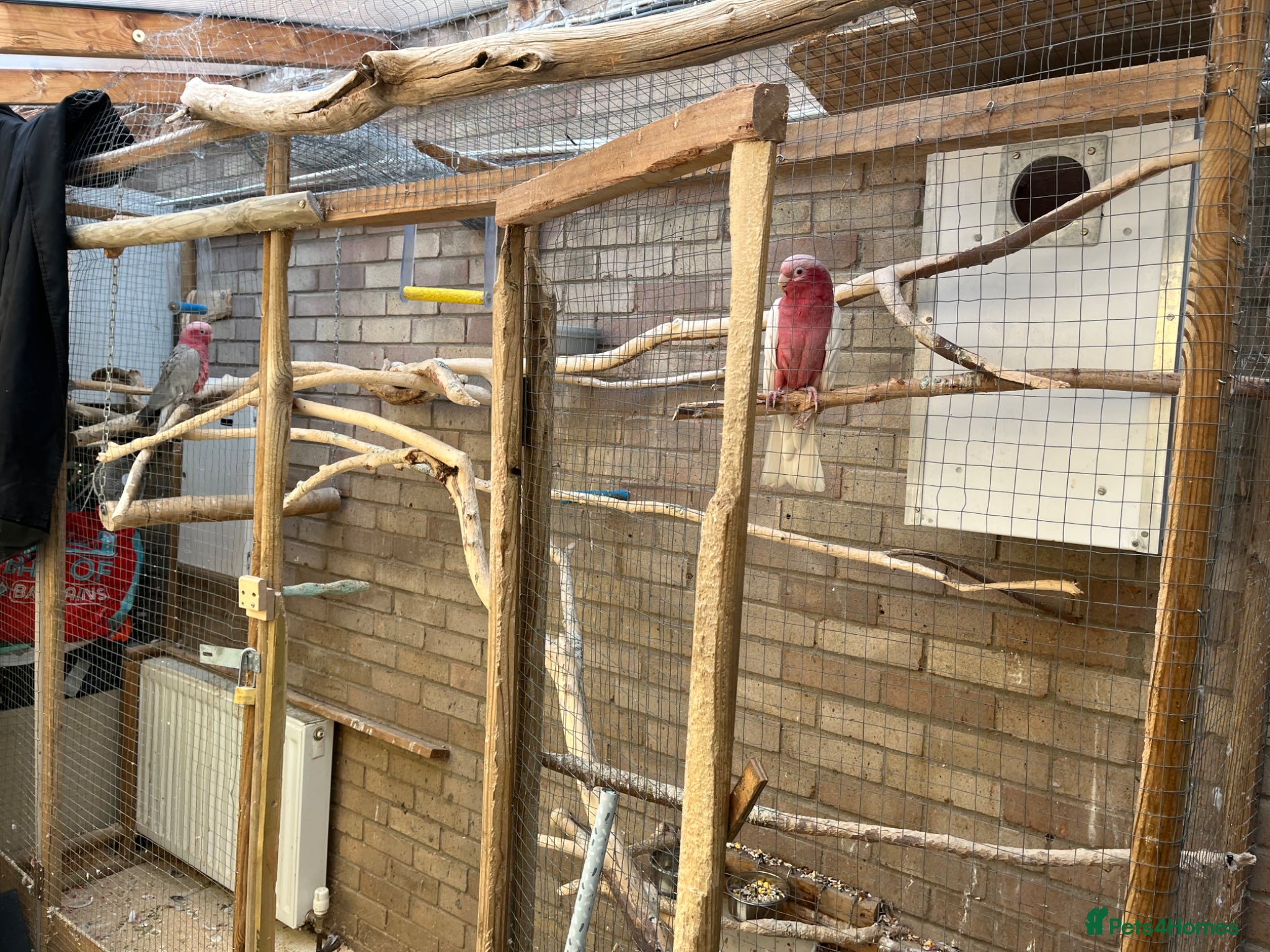 Cockatoo birds for sale: Male & female Galah in Harwich - Advert 10