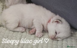 Ragdoll cats for sale: Beautiful Gccf registered ragdolls. - Image 4