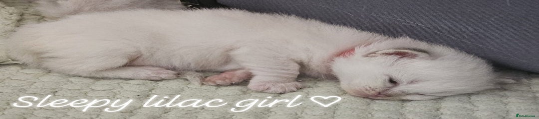 Ragdoll Kitten 5