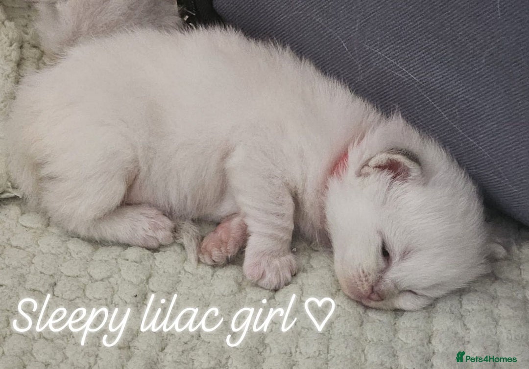 Ragdoll cats for sale: Beautiful Gccf registered ragdolls. - Image 4