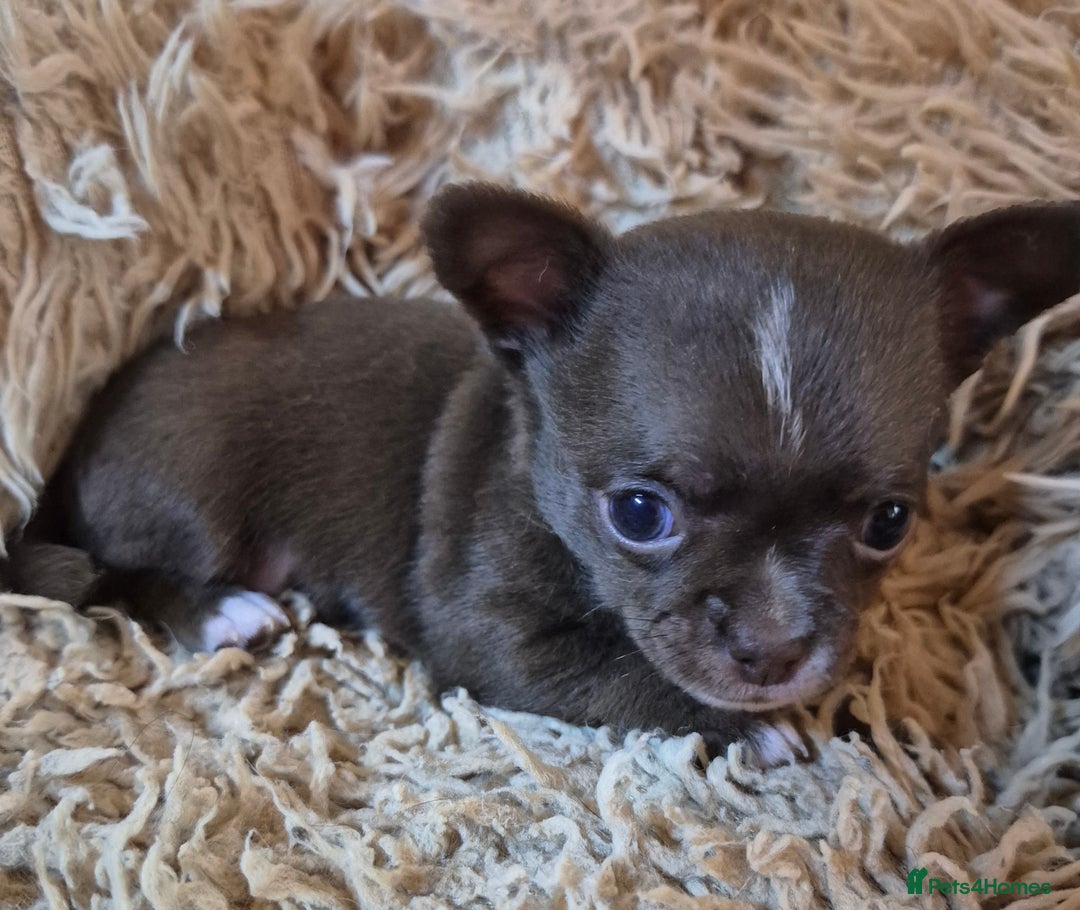 Chihuahua dogs for sale: KC chihuahua puppies  - Advert 16