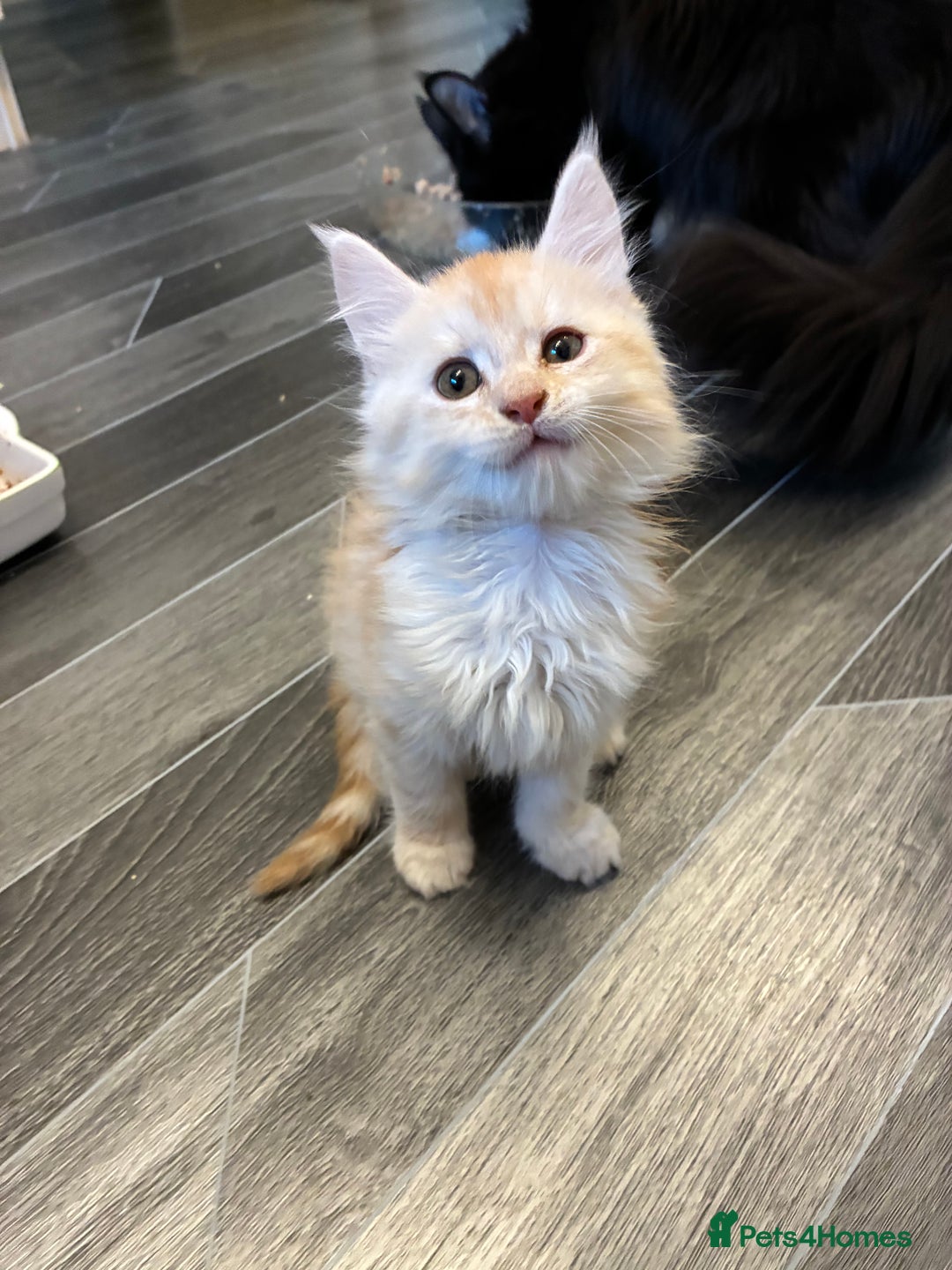 Maine Coon cats for sale: Maine coon  - Advert 1