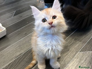 Maine Coon cats Maine coon - Advert 1