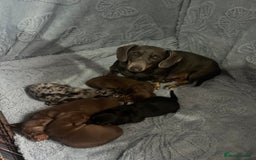 Dachshund dogs for sale: Beautiful miniature dachshund puppies - Image 16