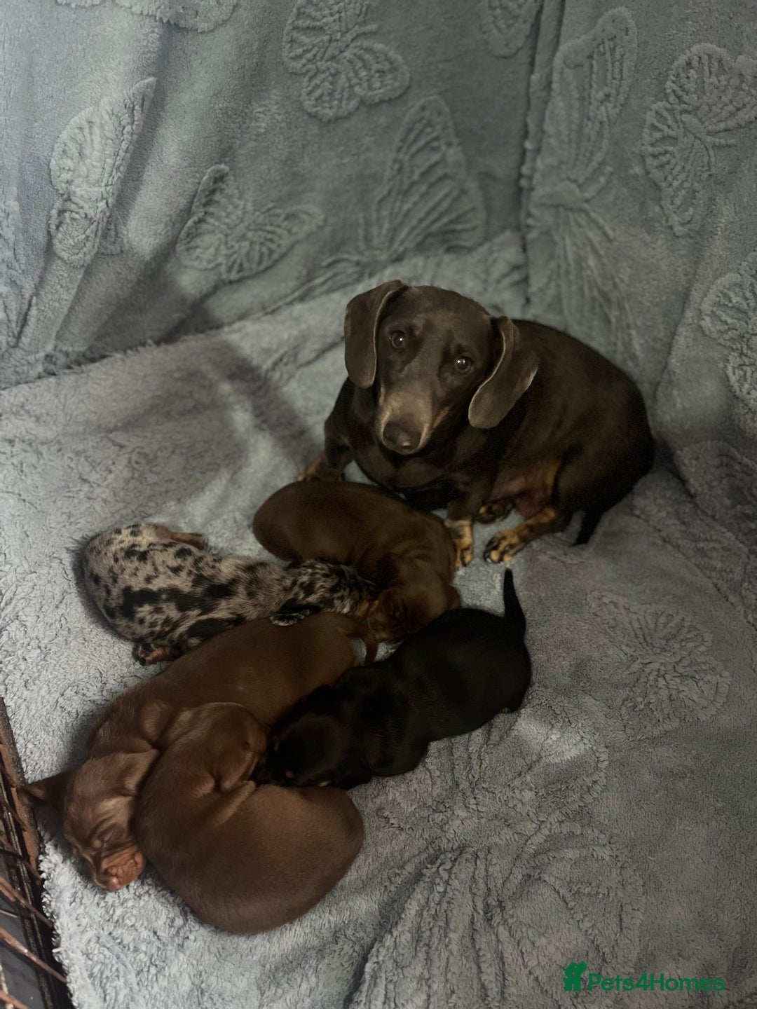 Dachshund dogs for sale: Beautiful miniature dachshund puppies - Image 16
