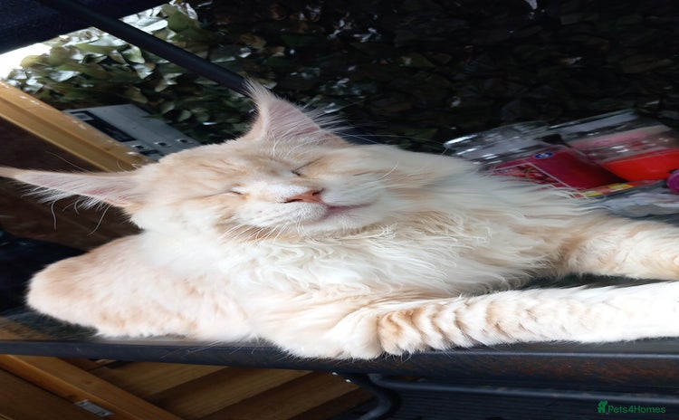 Maine Coon cats - Advert 9