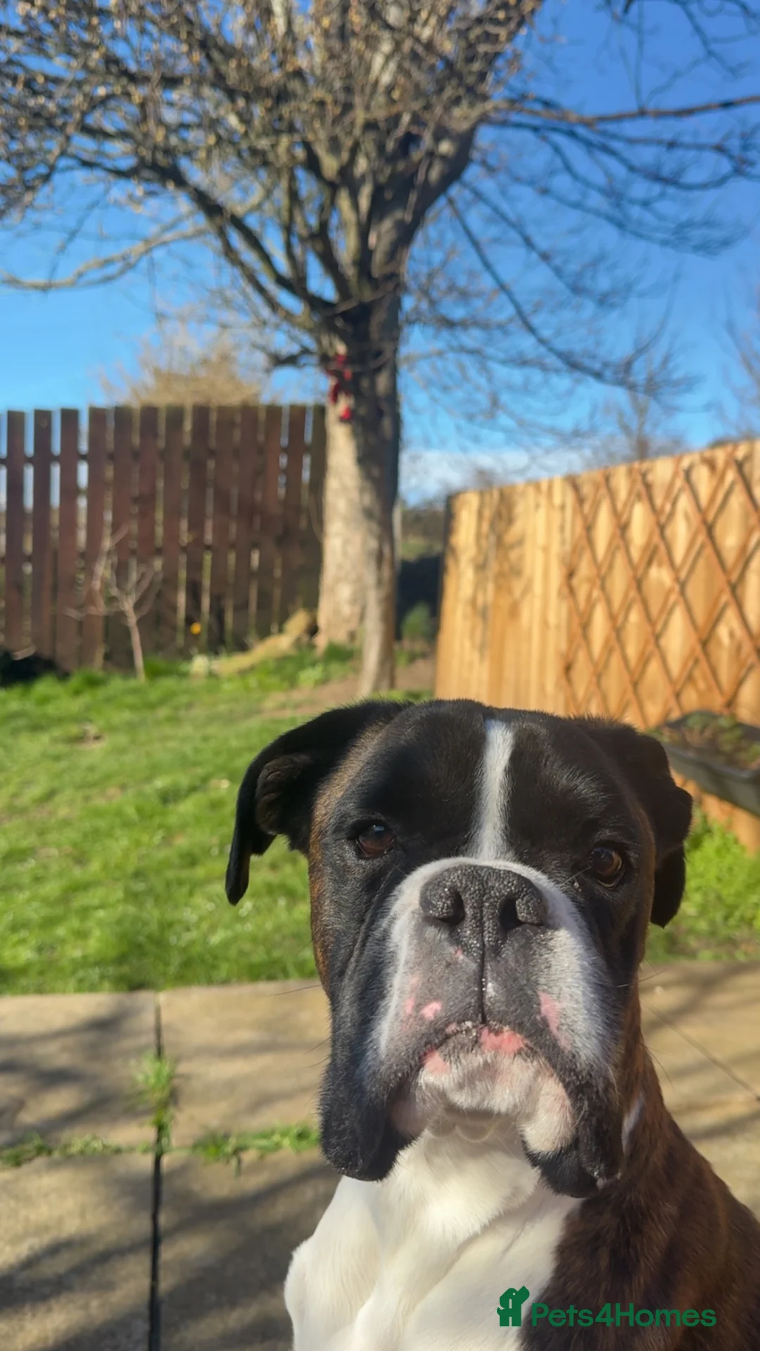 Boxer dogs for sale: Boxer in need of new home  - Advert 1
