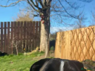 Boxer dogs Boxer in need of new home - Advert 18