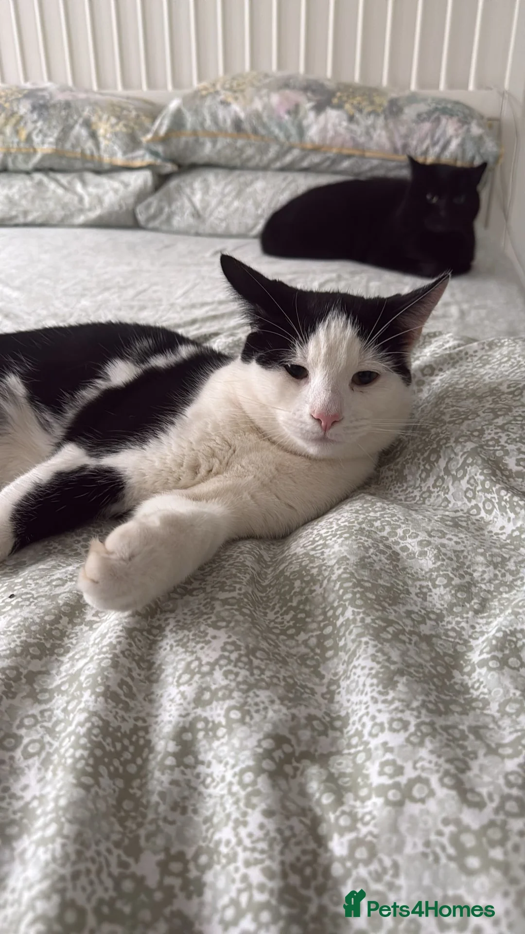 Mixed Breed cats for adoption: Rescue kitten needs new home - Advert 1