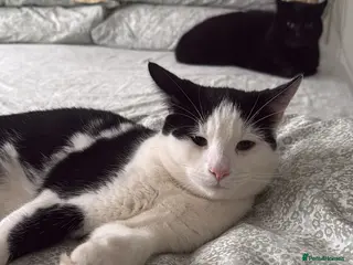 Mixed Breed cats Rescue kitten needs new home in Hook - Advert 1