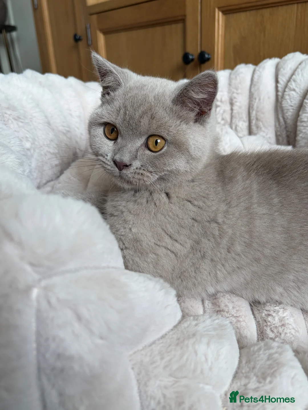 British Shorthair cats for sale: Beautiful British shorthair kitten  - Advert 2