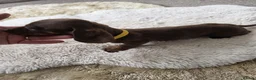Miniature Dachshund dogs for sale: Miniature dachshund - Advert 7