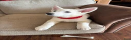 White Swiss Shepherd dogs for sale: Gorgeous white swiss shepherd puppies  - Advert 21
