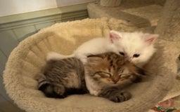Siberian cats for sale: Pure White Siberian Boy - Image 5