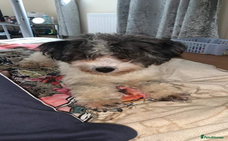 Mixed Breed dogs Bichon Maltese mix  - Advert 9