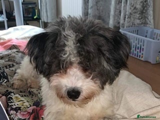 Mixed Breed dogs Bichon Maltese mix - Advert 1