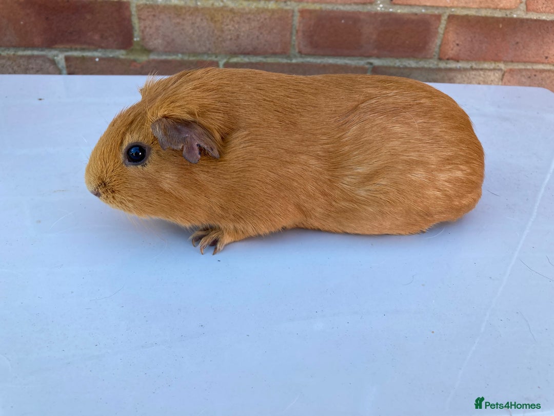 Guinea Pig rodents for sale: FEMALE Guinea pigs - Image 2