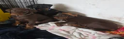 Dobermann dogs for sale: Ready to leave, 8 week old Pedigree Doberman Pup - Advert 19
