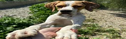 Pointer dogs for adoption: Remi (English Pointer) in Bedford - Advert 11