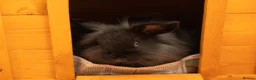Mini Lion Lop rabbits for sale: 2 baby Mini Lion Lop for rehoming - Advert 4