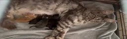 Maine Coon cats for sale: TICA Registered Maine coons  - Advert 2