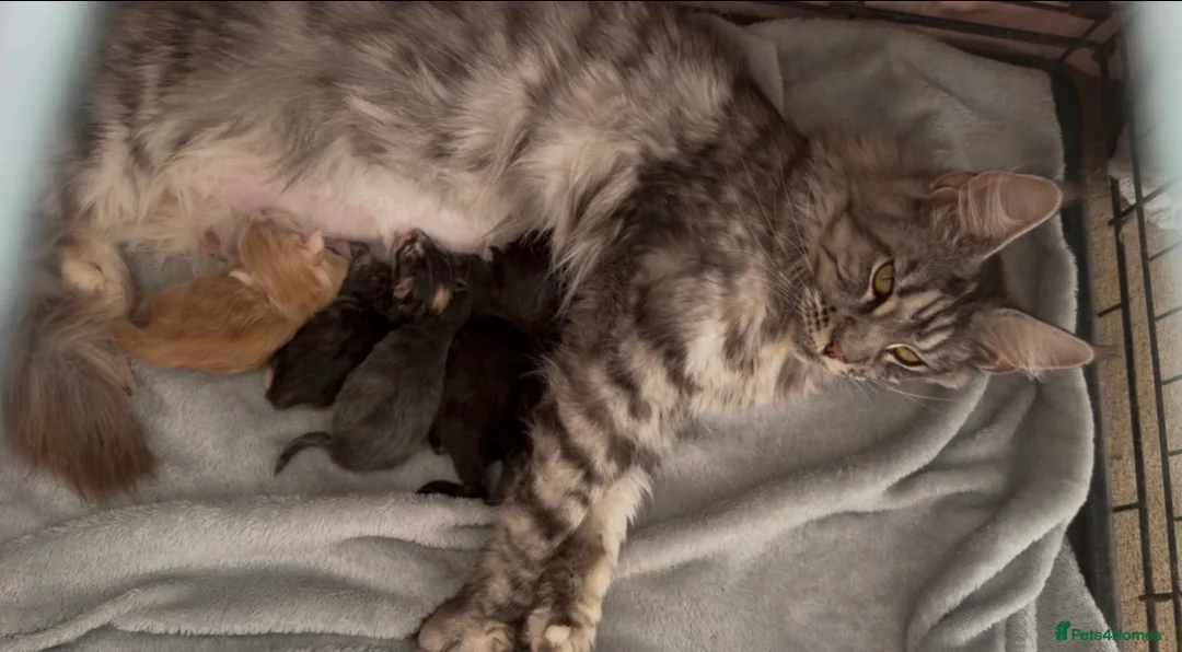 Maine Coon cats for sale: TICA Registered Maine coons  - Advert 2