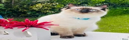 Ragdoll cats for stud: Ragdoll for stud Proven TICA&GCCF Registered💙 in Bristol - Advert 8