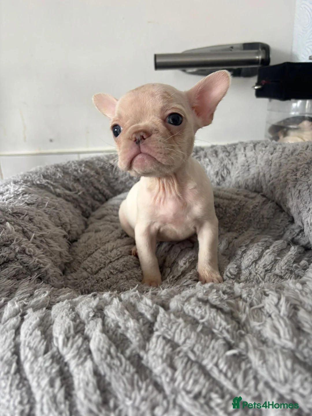 French Bulldog dogs for sale: French Bulldog  in Southend-on-Sea - Advert 2