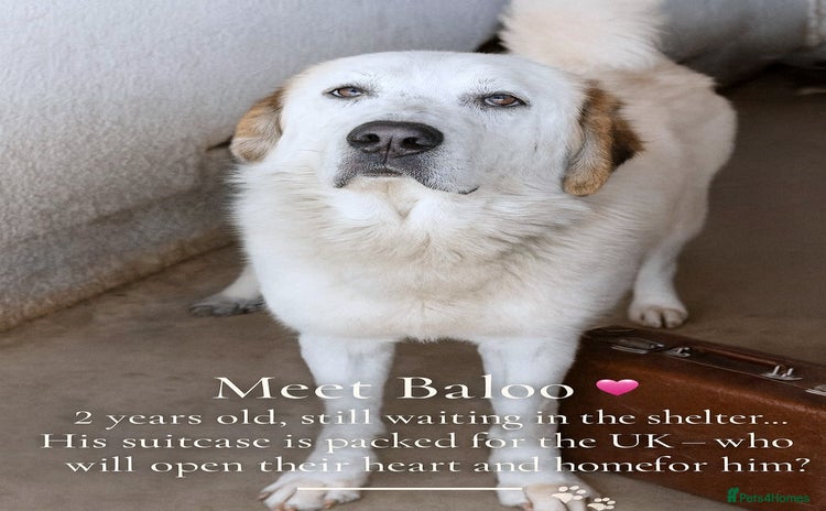 Mixed Breed dogs - Advert 4