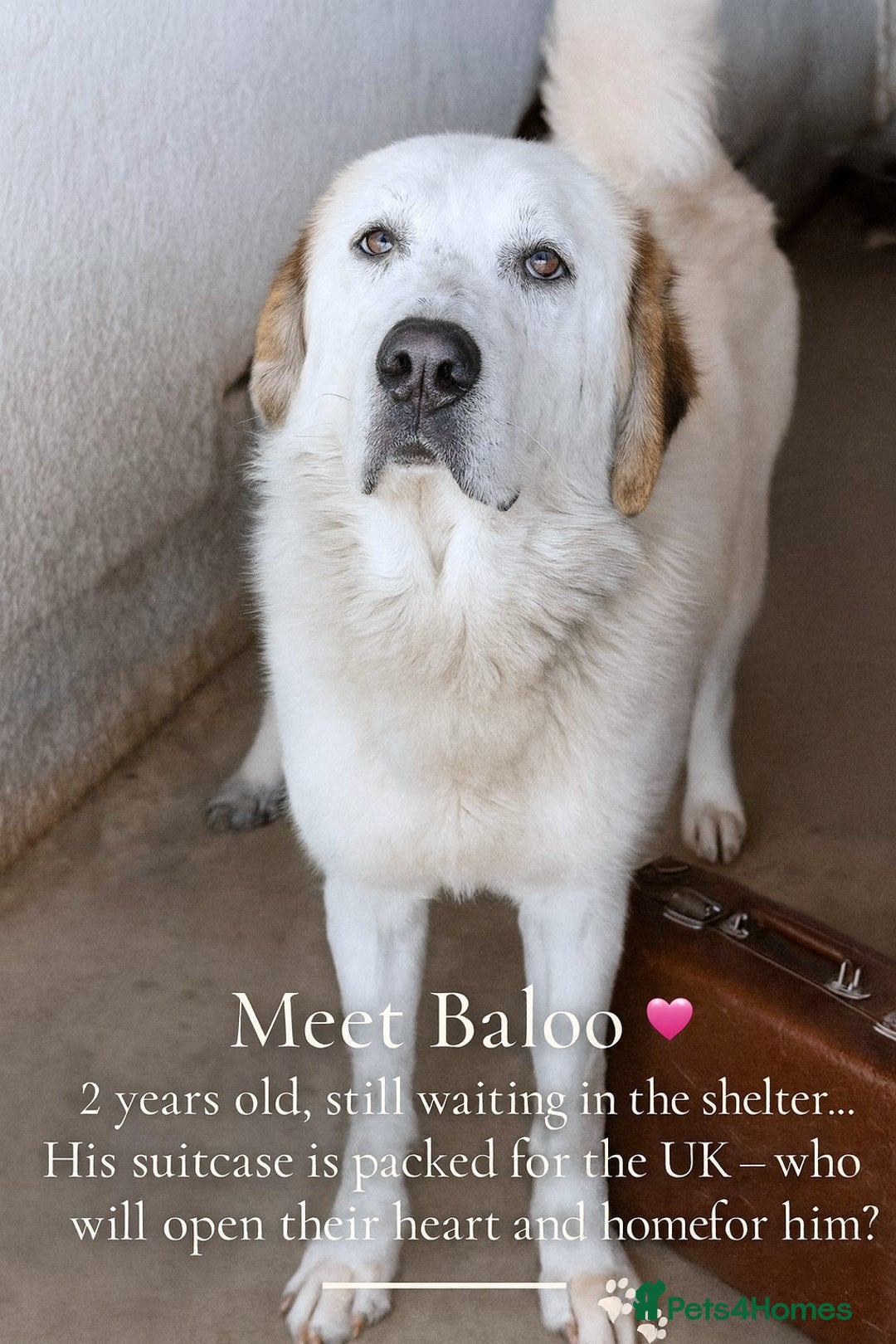 Mixed Breed dogs for adoption: 🐾 Baloo – a gentle bear with a heart of gold 🐾 - Image 1