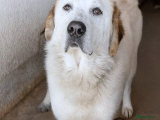 Mixed Breed dogs - Advert 24