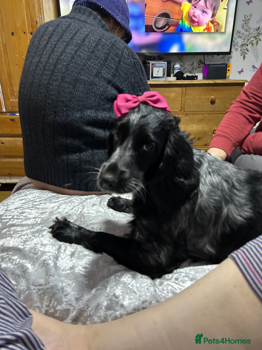Cocker Spaniel dogs for sale: AMAZING COCKER SPANIEL PUPPIES READY NOW!  - Image 16