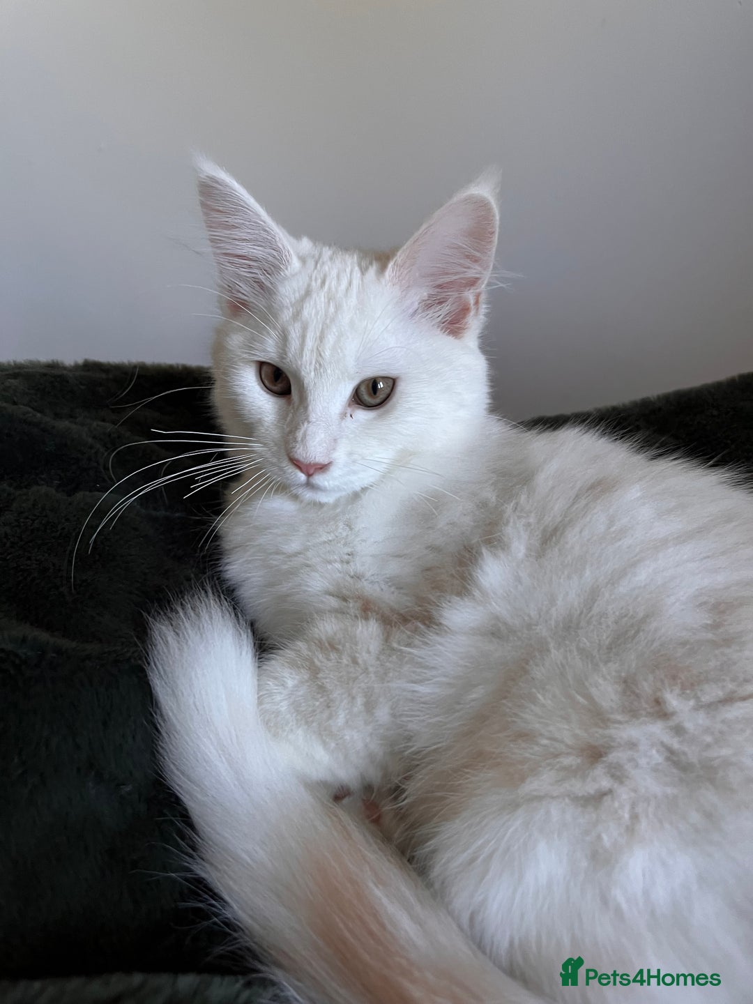 Maine Coon cats for sale: Purebred Maine Coon Kitten - Advert 2