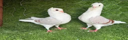 Pigeons birds for sale: Premium Breeding Pigeons Top Quality Pairs Availab - Advert 25