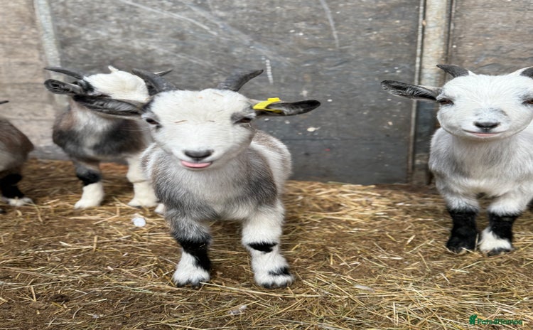Goats livestock - Advert 2