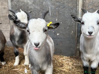 Goats livestock - Advert 38