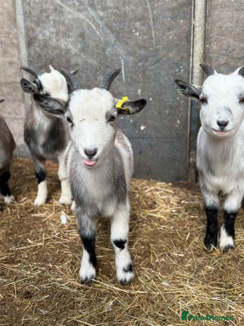 Goats livestock - Advert 1