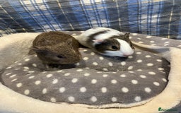 Guinea Pig rodents for sale: Lots of lovely baby guinea pigs - Image 3