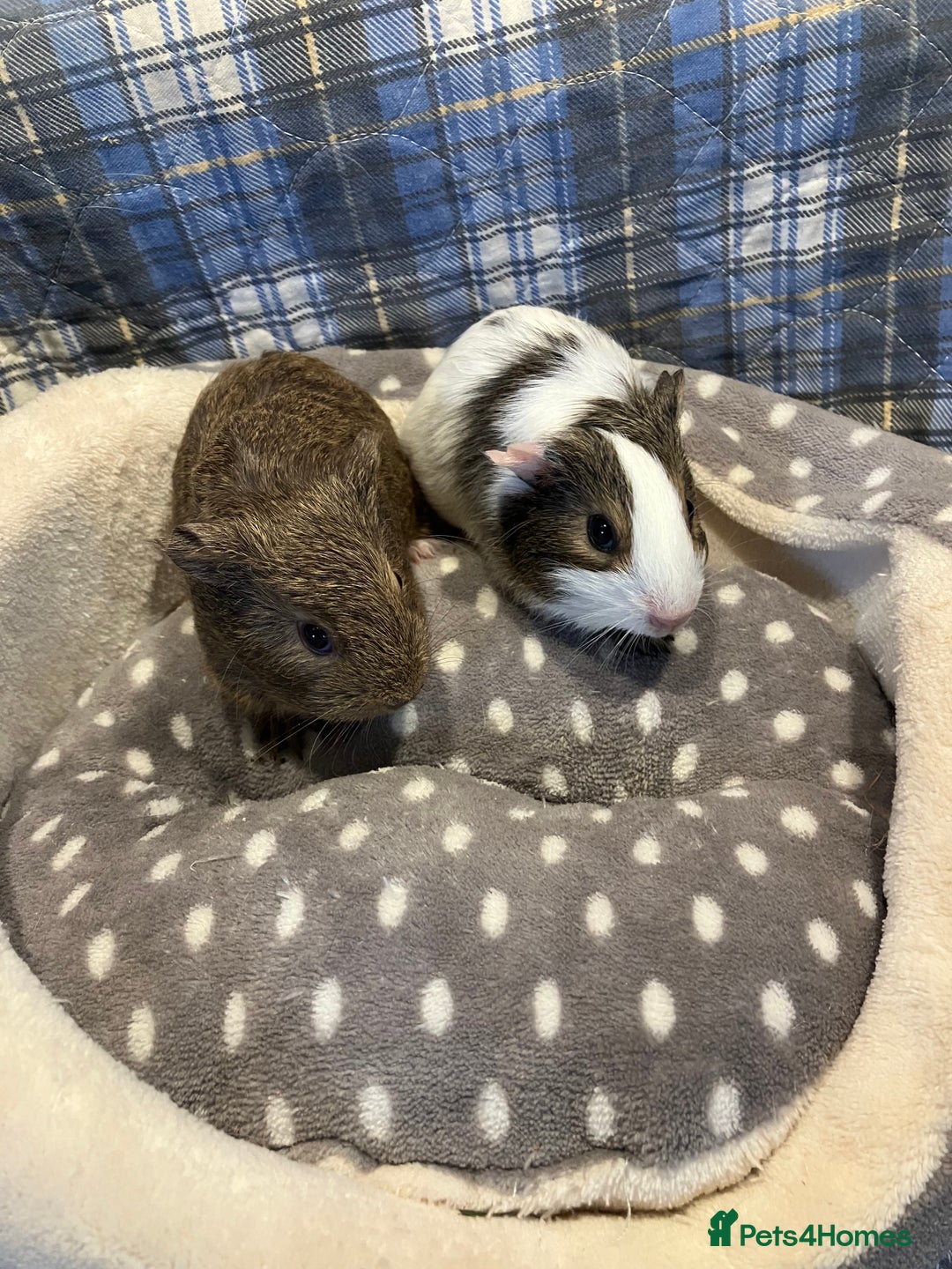 Guinea Pig rodents for sale: Lots of lovely baby guinea pigs - Image 3