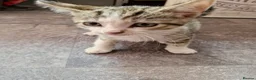 Mixed Breed cats for sale: Bengal cross kittens  in Paignton - Advert 4