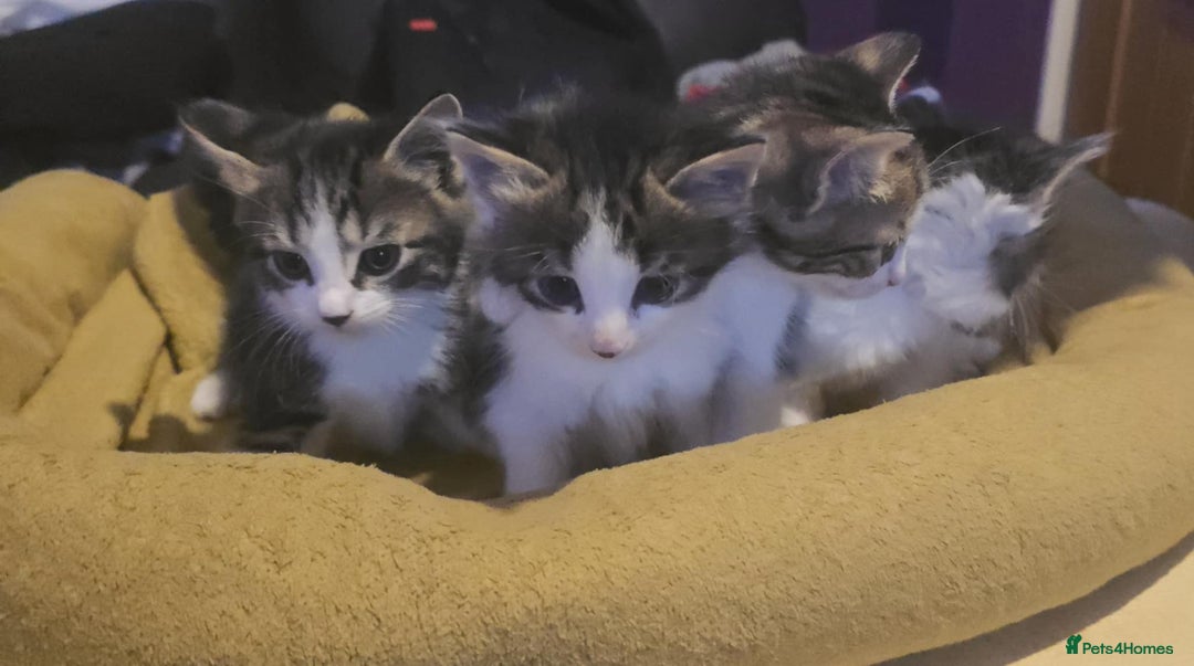 European cats for sale: Cute Kittens Ready for Homes 😍 - Image 1