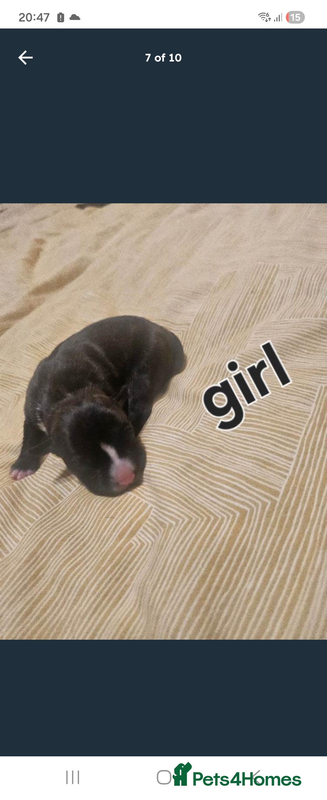 Staffordshire Bull Terrier dogs for sale: Staffy puppies - Advert 7