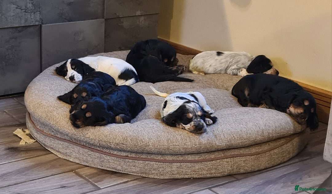 Cocker Spaniel dogs for sale: Little Girl available  - Advert 4