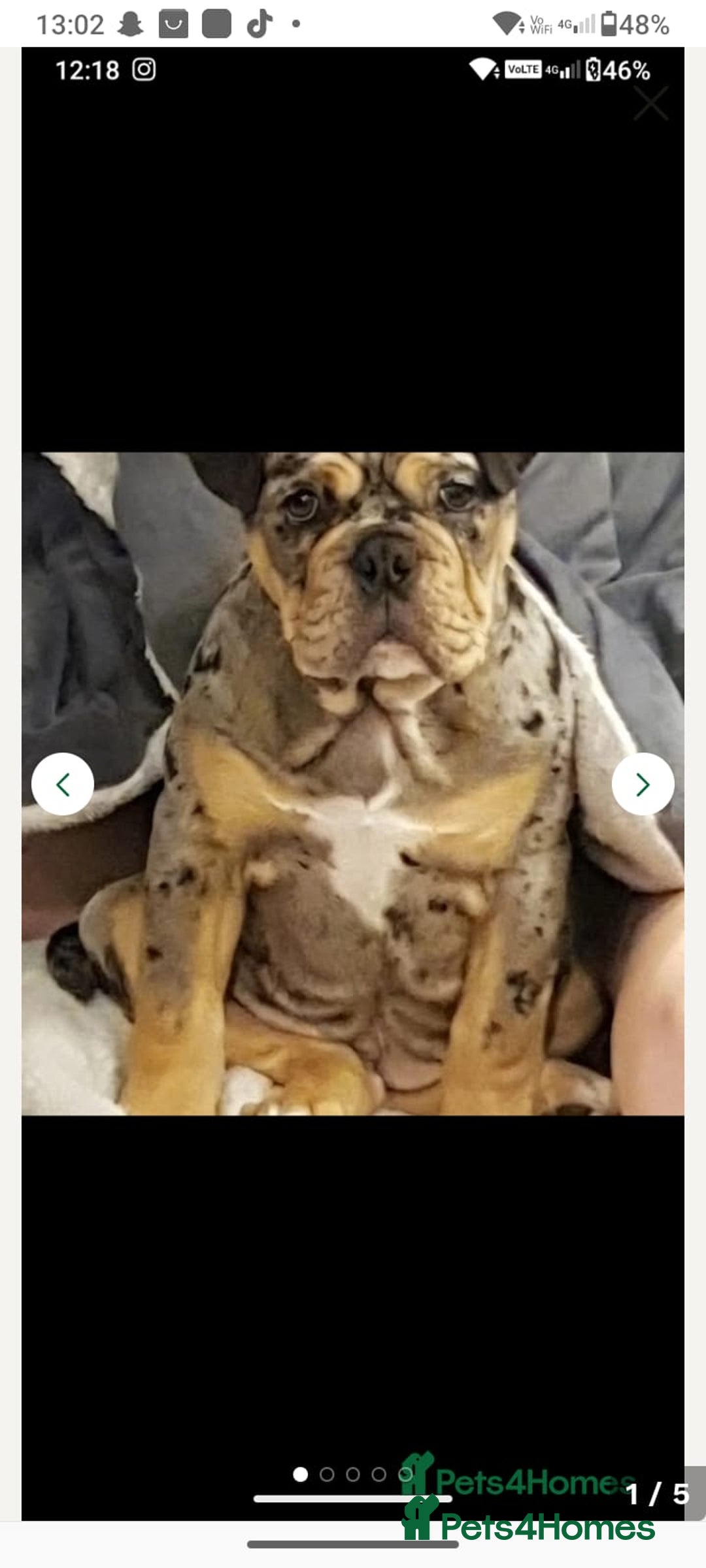 English Bulldog dogs for sale: Beautiful merle English bulldog  - Image 5