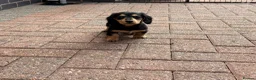 Miniature Dachshund dogs for sale: Long Haired - READY NOW. - Advert 20
